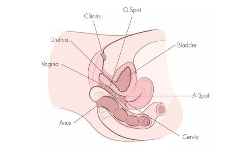 cấu tạo bên trong của bộ phận sinh dục phụ nữ